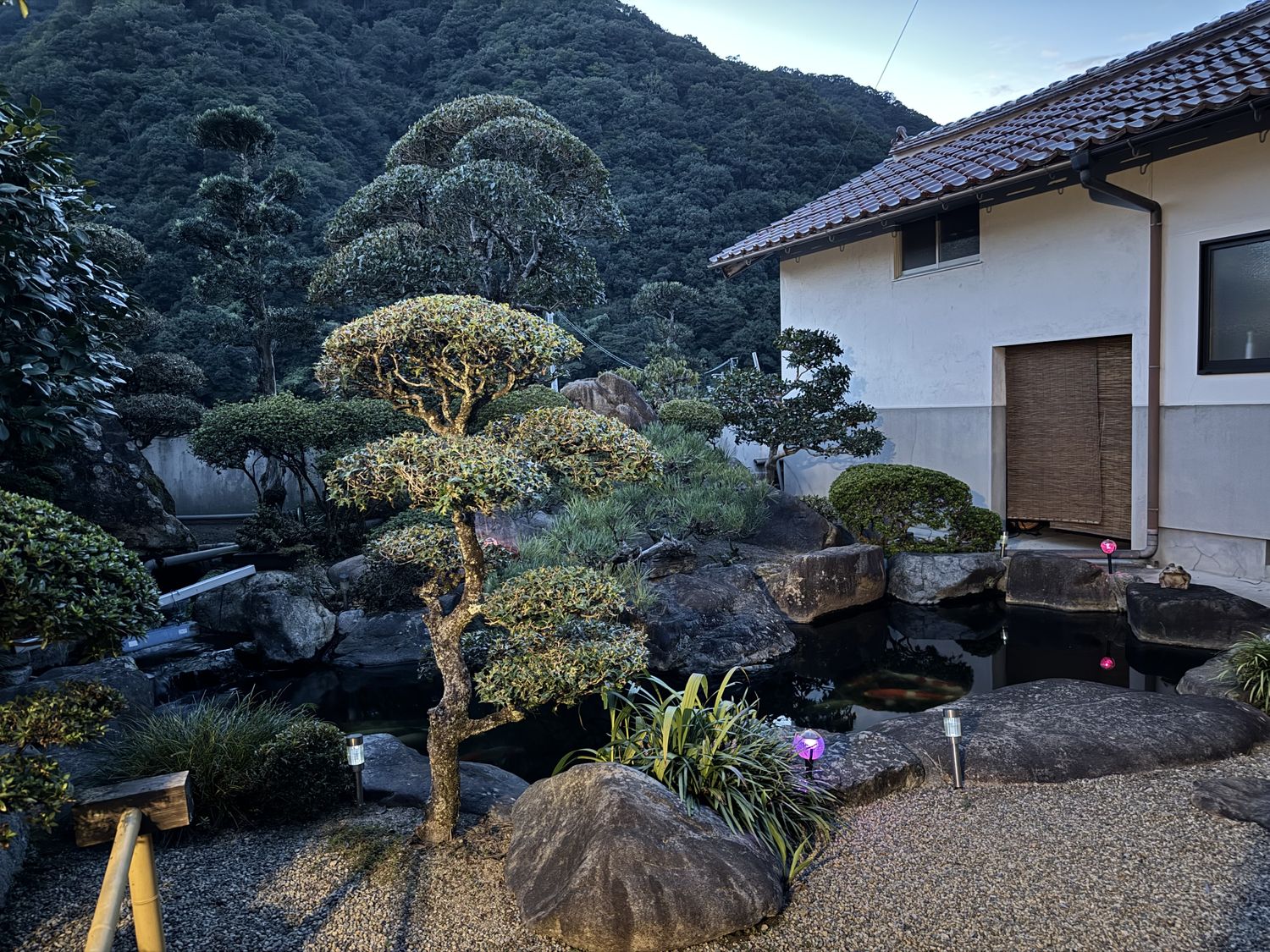 刈り込まれた松と庭石に囲まれ、鯉の泳ぐ池のある日本庭園